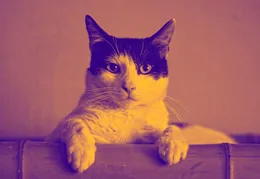 Research explains why cats scratch our furniture to hell